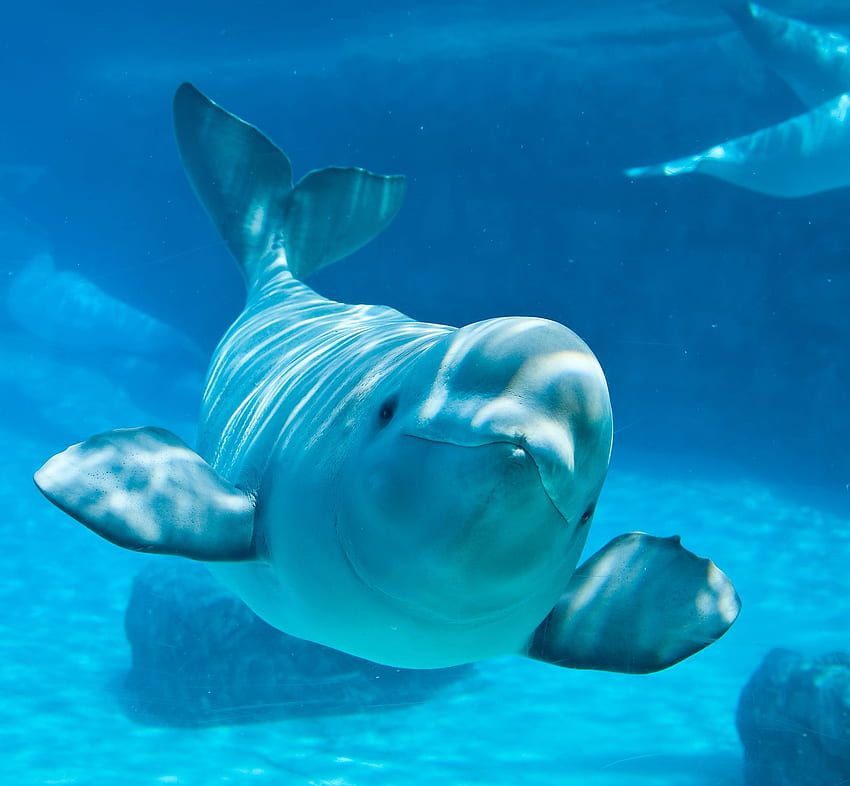 Baleia beluga papel de parede HD