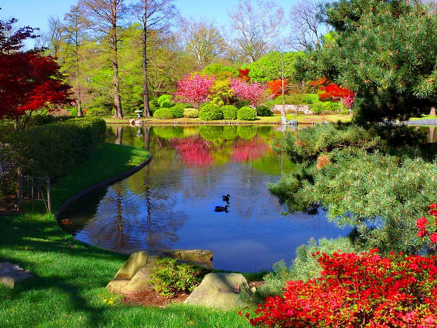 Лятно езерце, река, цъфтеж, храсти, трева, езеро, лято, отражение, цветове, цъфтящи, дървета, зеленина, цветен, природа, цветя, гора, езерце HD тапет