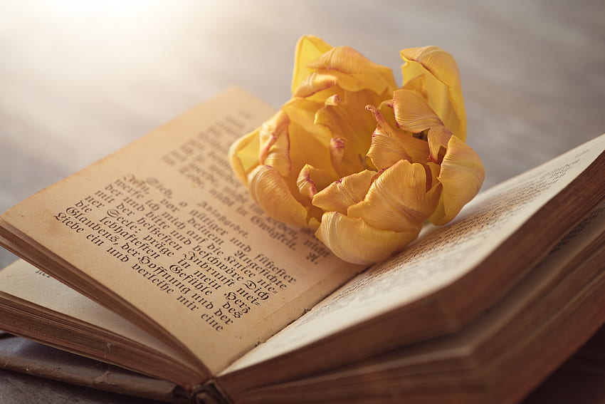 From Home Library in Wizard, Yellow Flowers Books HD wallpaper