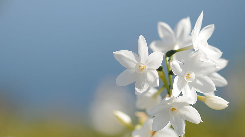 Flores, , Macro, Narciso fondo de pantalla