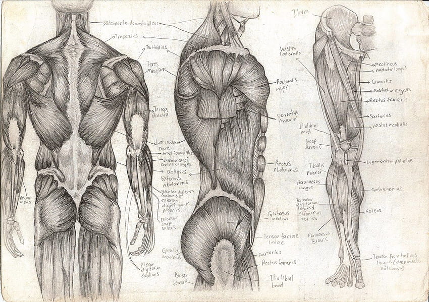 Musculoskeletal, Medical Anatomy HD wallpaper