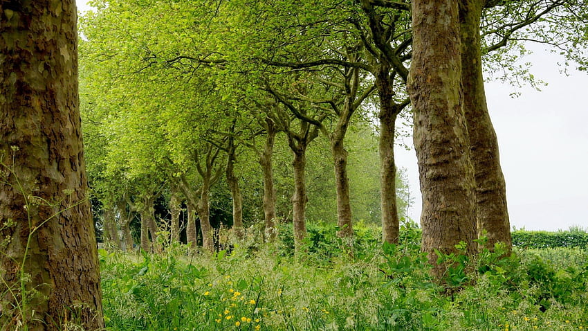 Natura, alberi, erba, estate, campo, magnificamente, è bello Sfondo HD