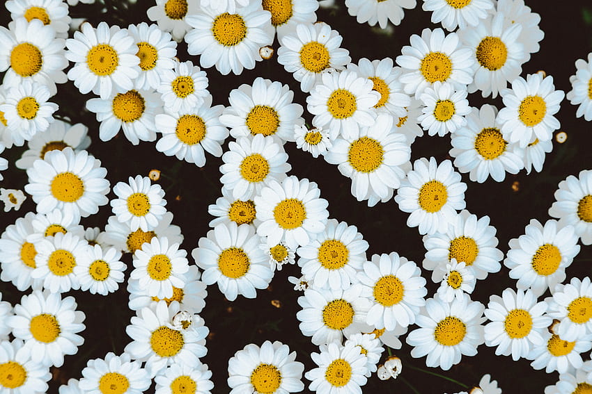 Flowers, Camomile, Buds, Glade, Polyana HD wallpaper
