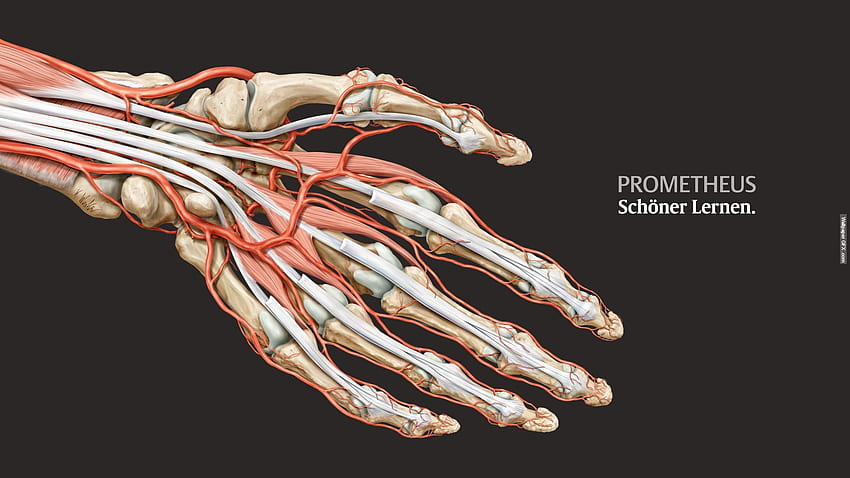 Anatomy for your or mobile screen, Muscle Anatomy HD wallpaper