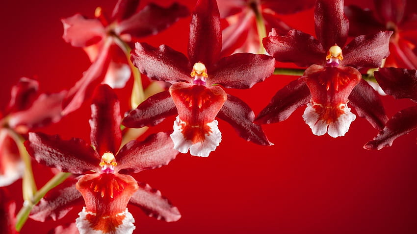 Czerwona Orchidea - Kwiat, Zapach, Ogród Tapeta HD
