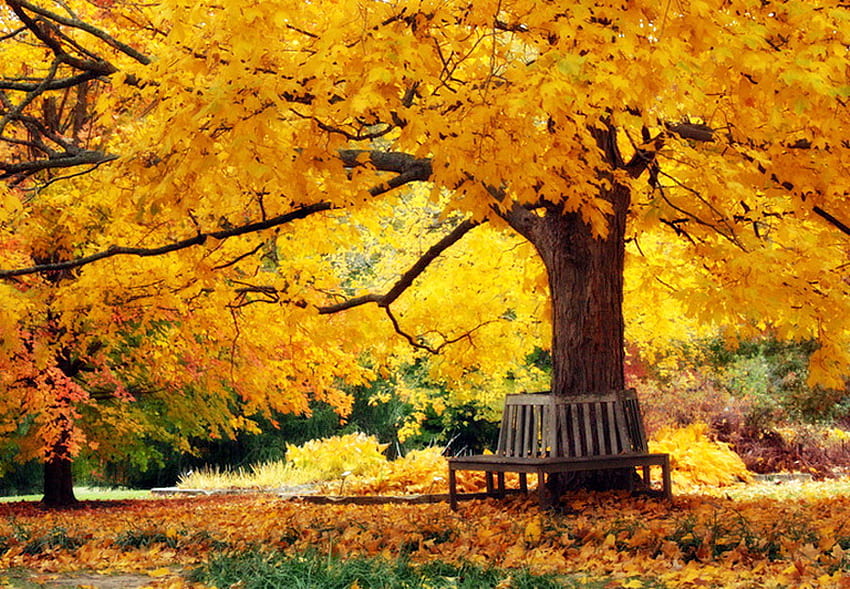 Złoty ogród, ławka, kolor żółty, gałęzie, jesień, złoto, drzewo Tapeta HD