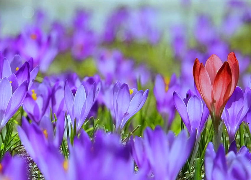 Anders - schön, Sommer, einzelne rosa Blume, lila, grüne Blätter, Garten, Tulpen HD-Hintergrundbild