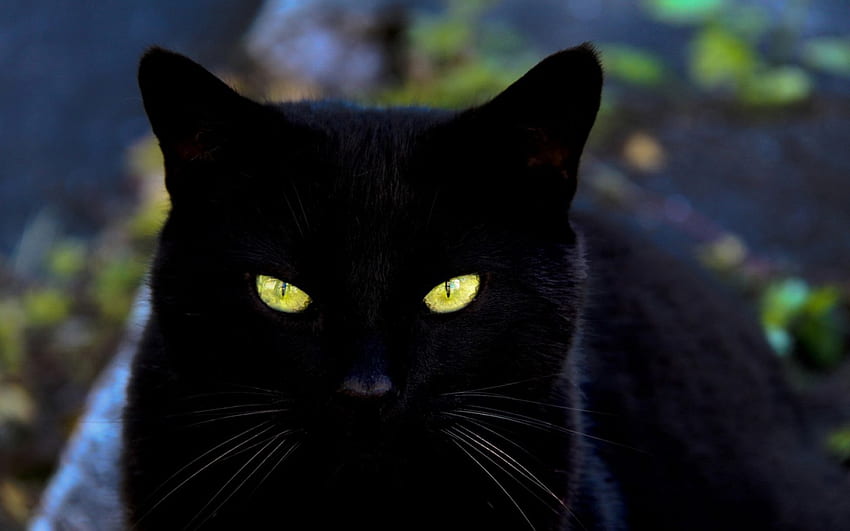Cat, pussy, black, eye HD wallpaper