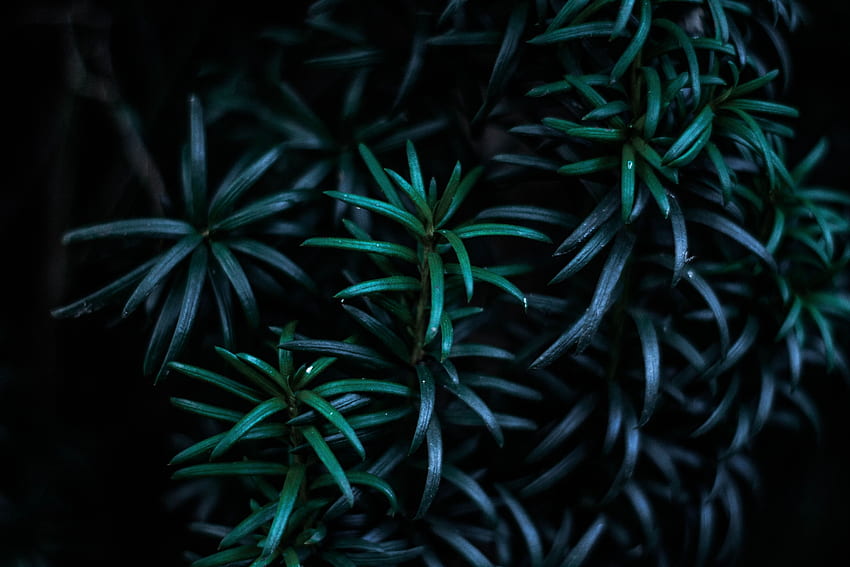 Природа, листа, растение, тъмно, клони HD тапет