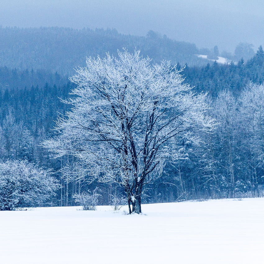 arbre, neige, hiver, forêt ipad pro 12.9 retina for parallax background, Snowscape Fond d'écran de téléphone HD