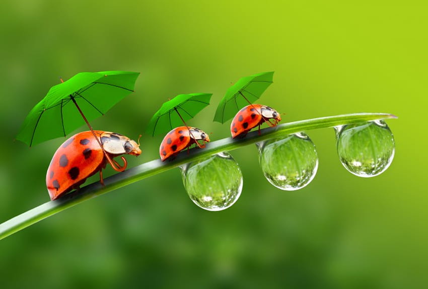 :), Ladybug, drops, bokeh, cute HD wallpaper