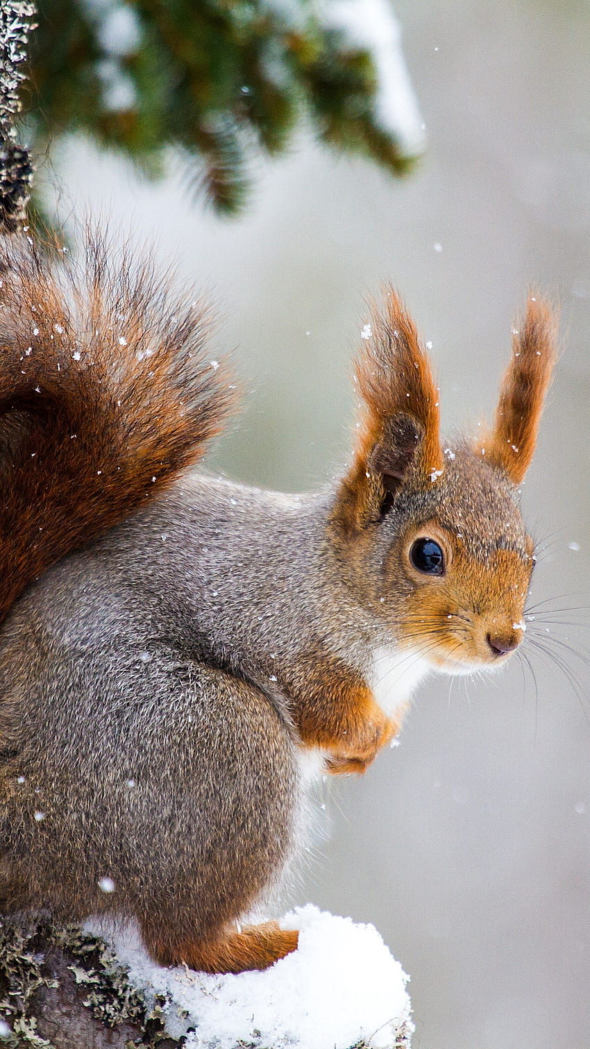 다람쥐, 귀여운 동물, 겨울, , 동물, 멋진 다람쥐 HD 전화 배경 화면