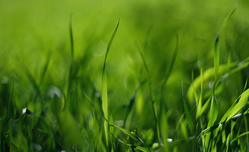 Gras, Makro, Schatten, gefettet, verschmiert HD-Hintergrundbild