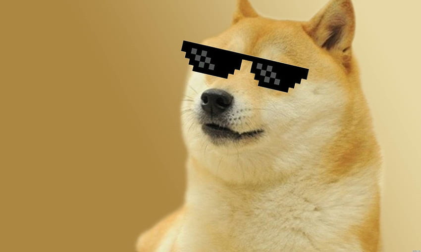 Dogecoin in USD. Doge meme, Doge dog, Doge, Doggo Meme HD wallpaper