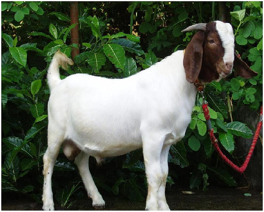 aggressive , goat, goats, mammal, vertebrate, goat antelope, cow goat family, dog breed, livestock HD wallpaper