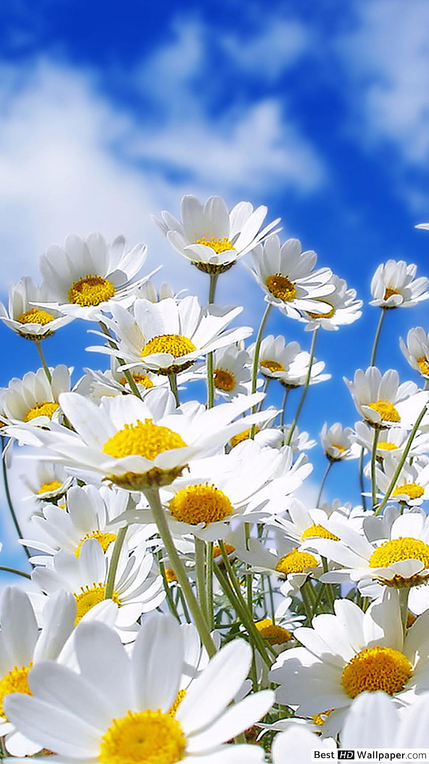 Beautiful daisy flower HD phone wallpaper