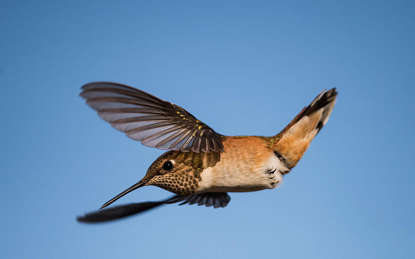 Roter Kolibri. Audubon Field Guide, fliegende Vögel HD-Hintergrundbild