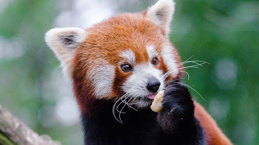 Red Panda, Cute, Eating for iMac 27 HD wallpaper