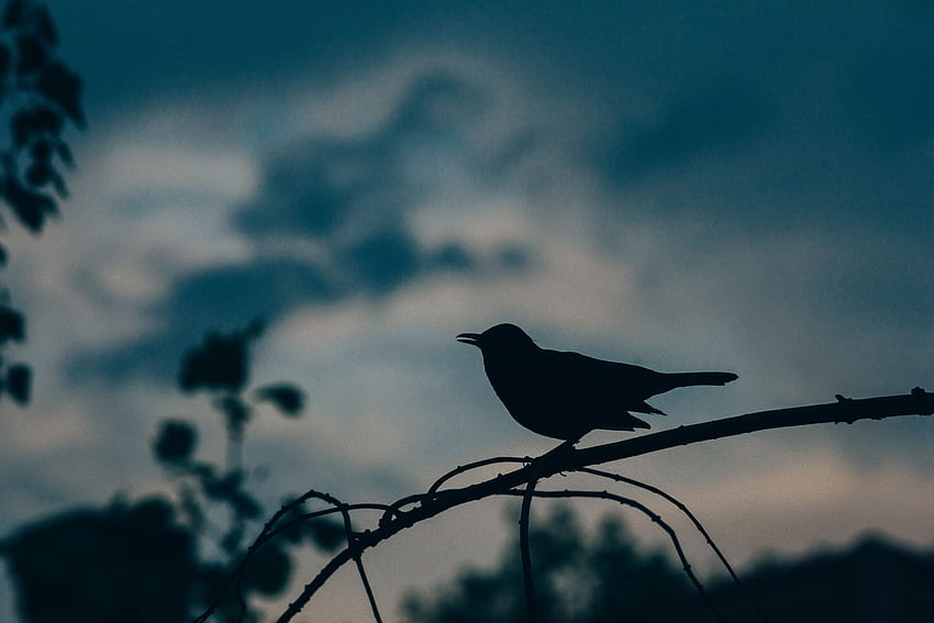 Sombre, Silhouette, Oiseau, Direction Générale De La Fond d'écran HD