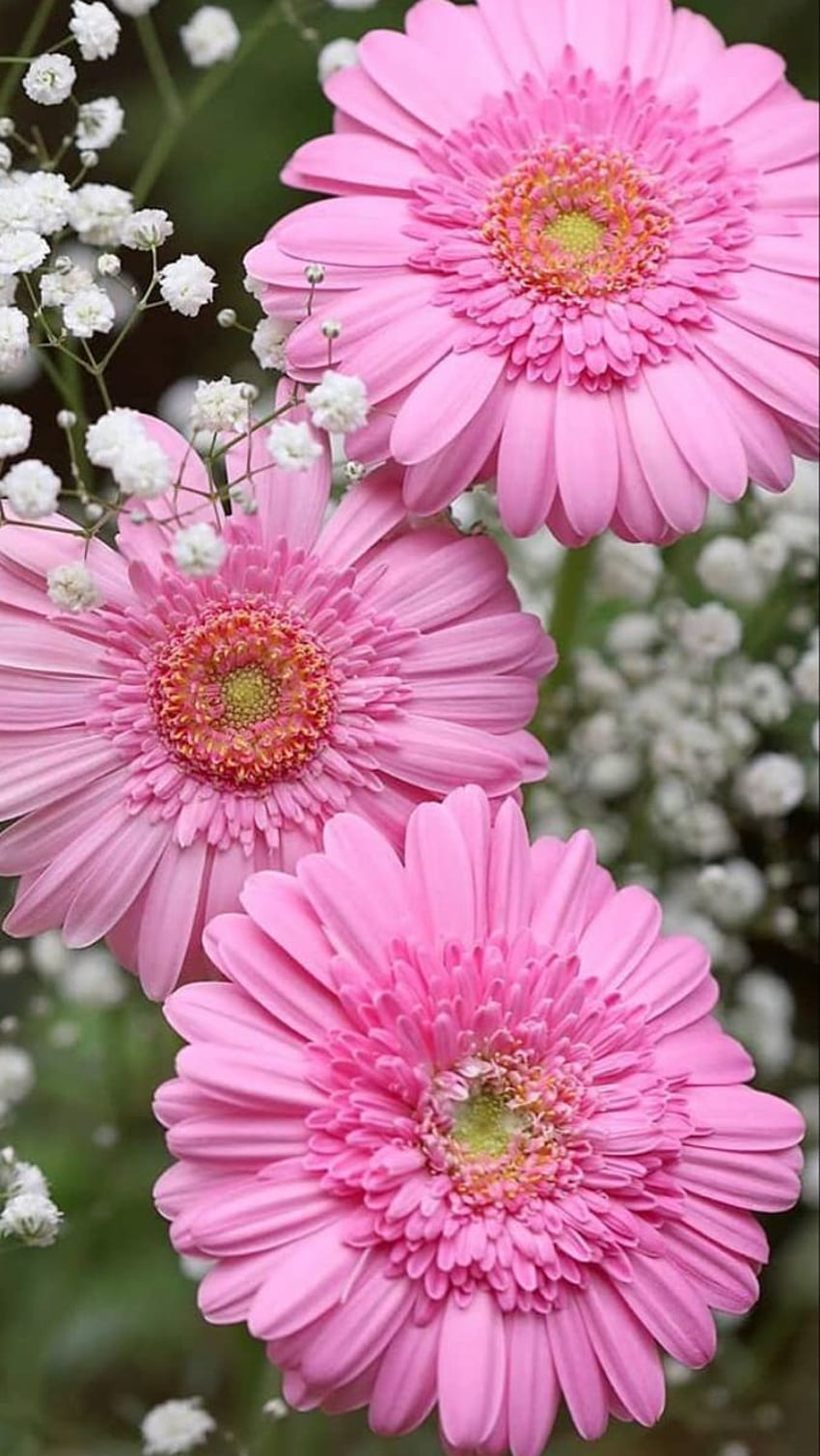 ガーベラ。 アマゾンの花、白いユリの花、ガーベラの花、ピンクのガーベラ デイジー HD電話の壁紙