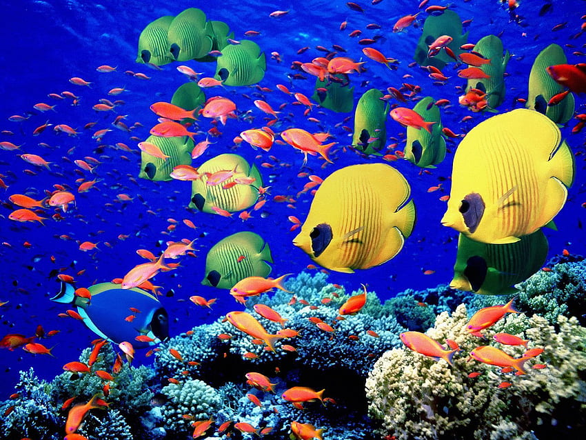 Marine Aquarium, Beautiful Aquarium HD wallpaper