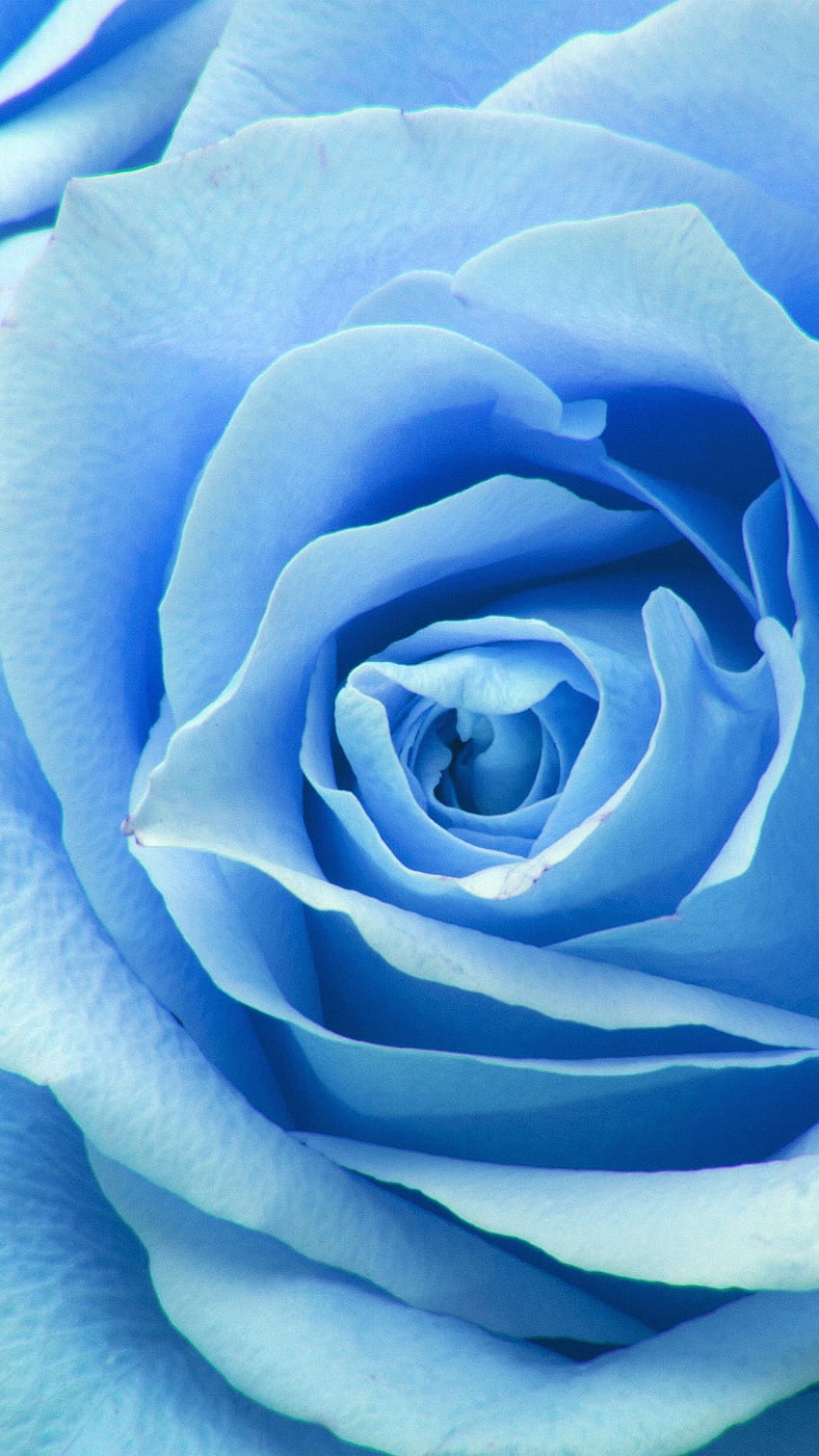 Flower Blue Rose Zoom Love HD phone wallpaper