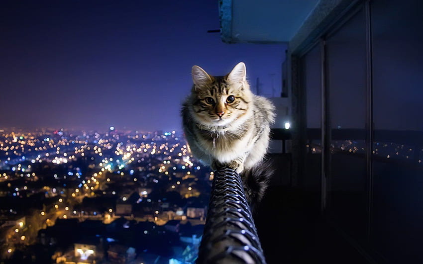 cat railings the city night lights look fear collar balcony height animals eyes looks Kote HD wallpaper