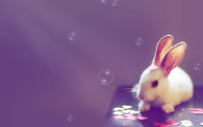 Cute Bunny, Purple Bunny HD wallpaper