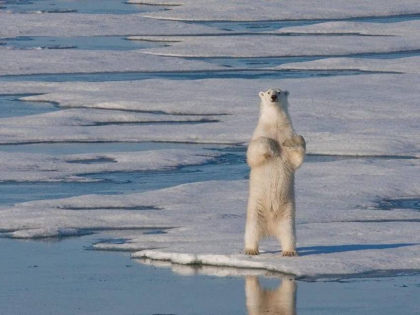 Бяла мечка Стояща, полярна, вода, мечка, лед HD тапет