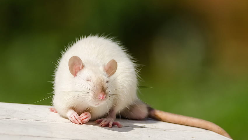 Rata blanca, rata linda fondo de pantalla