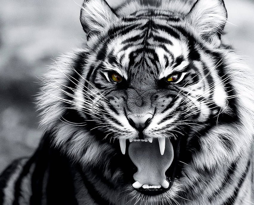 Roar of the Tiger by Xavier_TripleX - 07 - on ZEDGE™ now. Browse millions of popular big cats Wa. Fotografi hewan, Binatang, Harimau putih, Roaring Tiger Head HD wallpaper