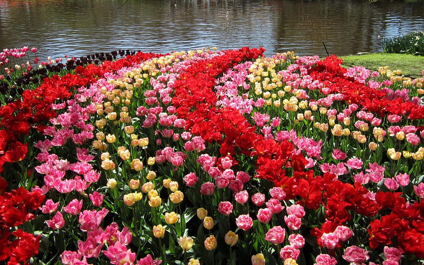 キューケンホフ公園 オランダ の . チューリップガーデン、チューリップ畑、ダリアフラワーガーデン、オランダの花 高画質の壁紙