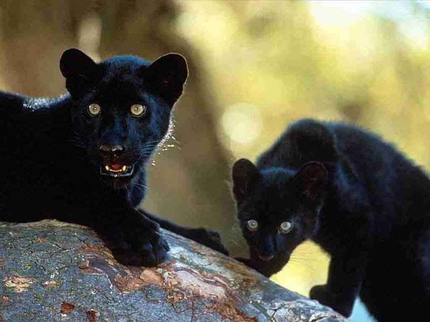 Nama Presentasi, Black Panther Cub Wallpaper HD