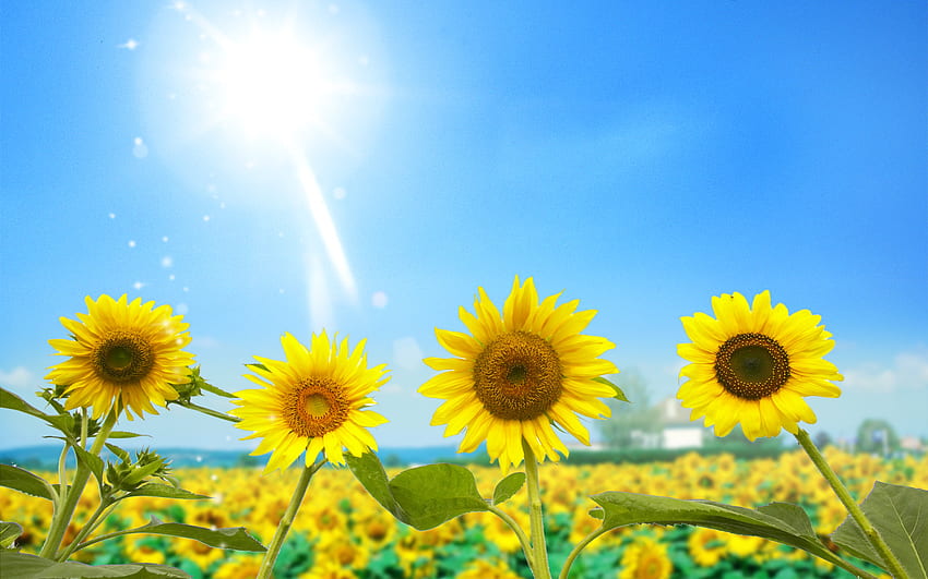Слънчогледова градина, природа, слънчоглед, жълто, цвете HD тапет