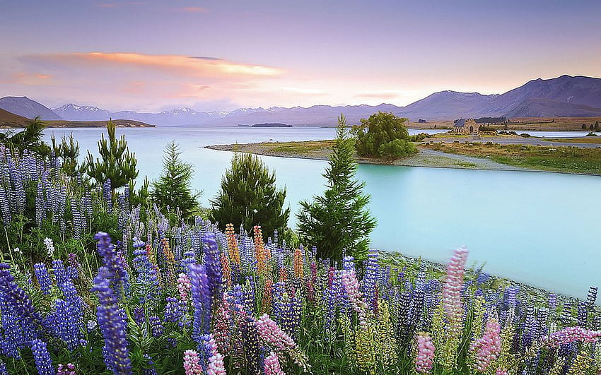 テカポ湖、ニュージーランド、野生の花、丘、雲、木、風景、空、日没の青い鐘の花 高画質の壁紙