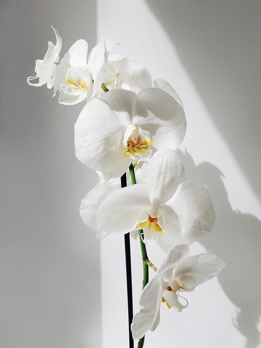 Fiore dell'orchidea, orchidea in bianco e nero Sfondo del telefono HD