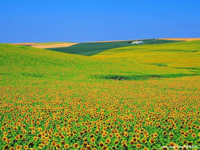 Слънчогледово поле, природа, поле, слънчоглед, цвете HD тапет