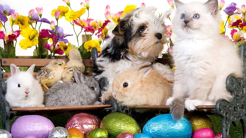 Kitten dog puppy rabbits chickens eggs flowers easter [] for your , Mobile & Tablet. Explore Puppy And Rabbit . Puppy And Rabbit , Puppy and HD wallpaper