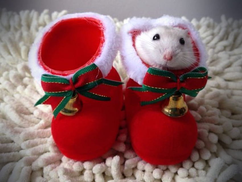 Winter: White Christmas Shoes Bells Rug Mouse Red Gold Holiday, Christmas Animal HD wallpaper