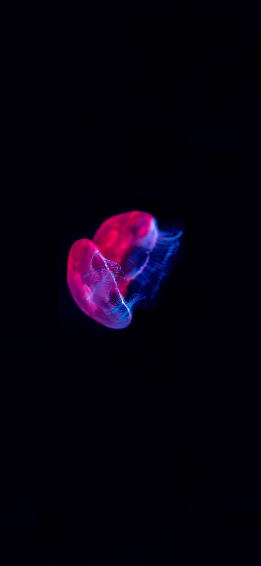 Colored Jellyfish, Pink Blue Glow, Minimal, Iphone X , Background, 24637, Colorful Jellyfish HD phone wallpaper