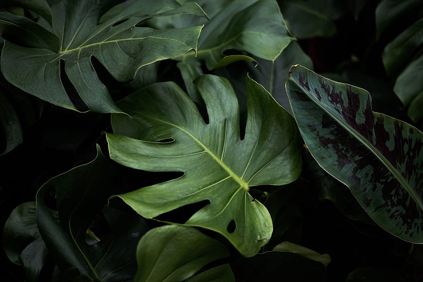 โคลสอัพของพืชสีเขียว – พืช Monstera Deliciosa วอลล์เปเปอร์ HD
