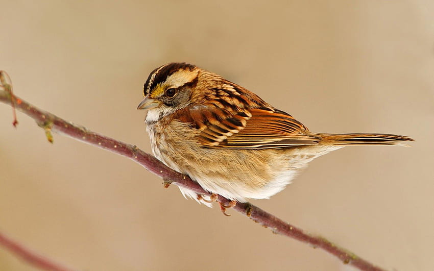 Animals, Bird, Sit, Sparrow, Branch HD wallpaper