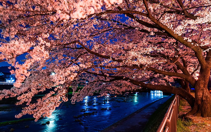 Cherry Blossom, River, Night para MacBook Pro 13 polegadas papel de parede HD