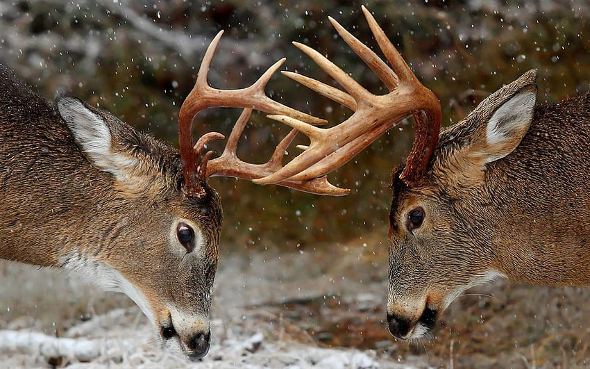 Tiere, Winter, Hirsche, Wald, Hörner HD-Hintergrundbild