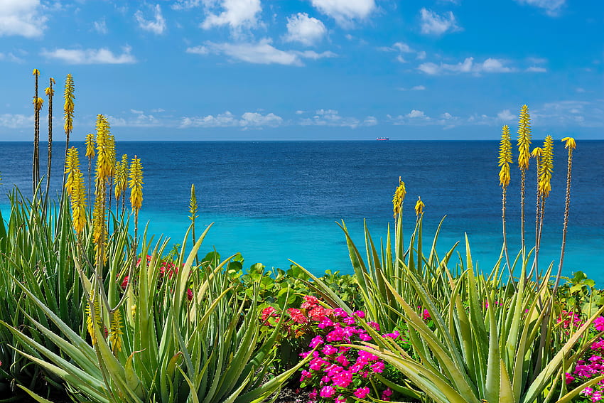 Aloe vera - Curacao, sea, island, aloe vera, beautiful, summer, Curacao, horizons, sky, flowers, ocean HD wallpaper