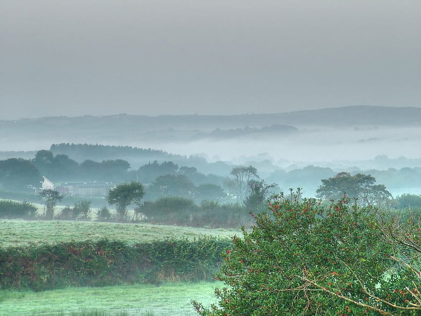 Morning mist, nature, morning HD wallpaper