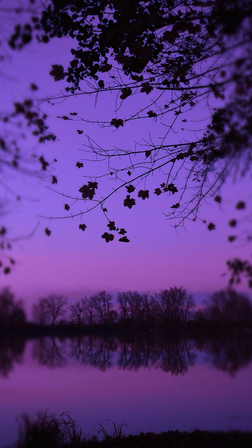 Lila Ästhetik, lila Naturfleck HD-Handy-Hintergrundbild