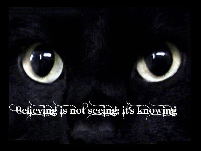 Да вярваш означава да знаеш, да видиш, животни, котки, да вярваш, да знаеш, воини HD тапет