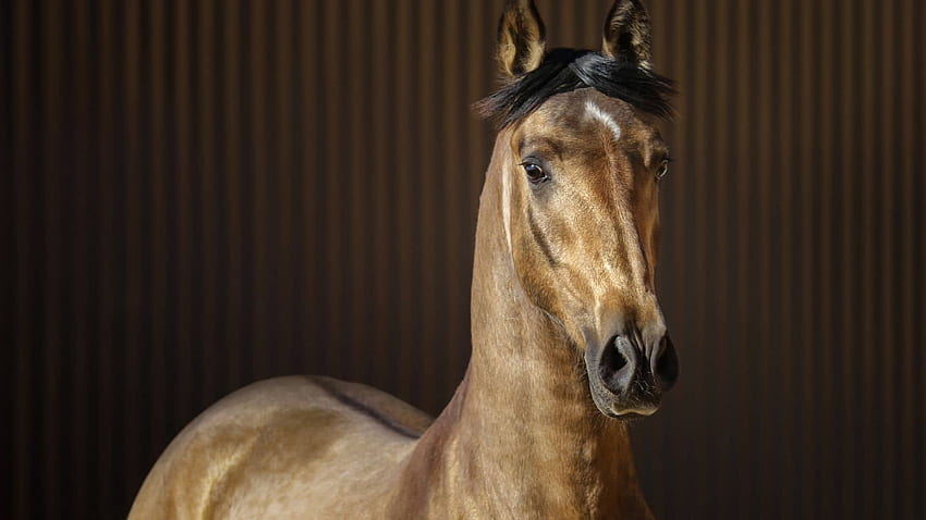 Good Names for Dun Horses: Males, Females, and Red Duns, Buckskin Horse HD wallpaper
