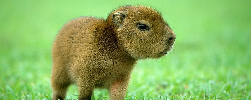 2020'de dünyanın en şirin hayvanları. Yavru kapibara, Dünyanın en şirin hayvanları, Sevimli hayvanlar HD duvar kağıdı